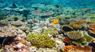 Coral Colors