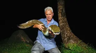 Giant Mottled Eel
