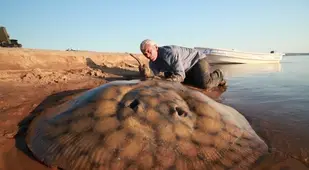 Weird River Fish Stingray