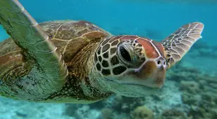 Turtle In The Barrier Reef