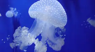 Australian Spotted Jellyfish Facts