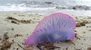 Beached Man O War Jelly