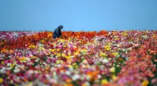 Colorful Spring Flowers