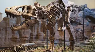 Dinosaur Facts T Rex