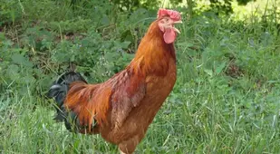 Rooster
