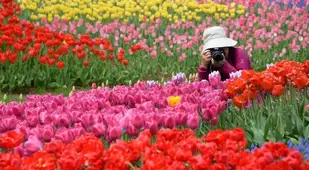 Taking Photo Flowers