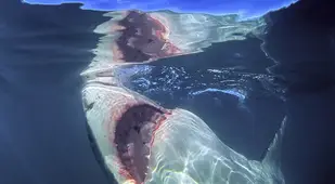 The Largest Great White Shark In History
