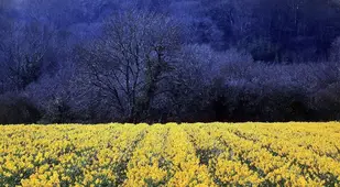Yellow Against Dark Blue