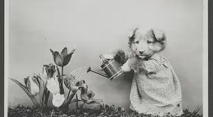 Watering The Flowers