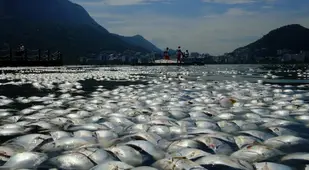Dead Fish Mountains