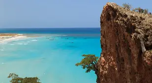 Tree On A Cliff