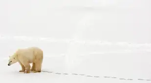 Polar Bear Facts
