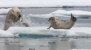 Polar Bear Hunt