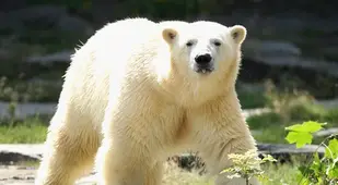 Staring Polar Bear