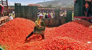 La Tomatina Festival Tomato Stockpile