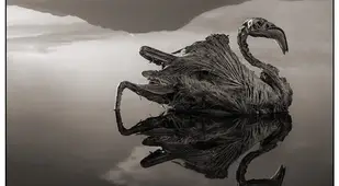 Calcified Flamingo
