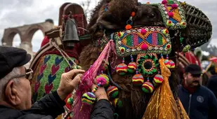 Camel Head