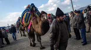 Camel Parade