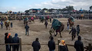 Camel Wrestling Arena