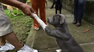 Dog Shake