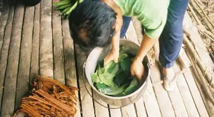 Chacruna Leaves And Vine To Bo