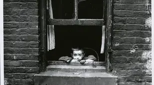 Lewis Hine Tenement Child