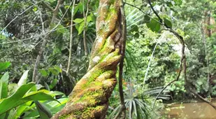 Old Ayahuasca Vine