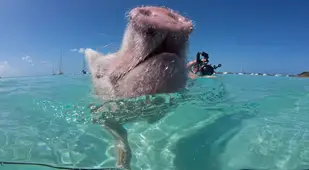 Pig Island In The Bahamas