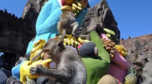 Giant Rabbit Monkey