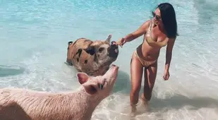 Pig Beach Influencer