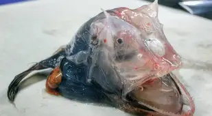 Blob Fish