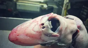 Hideous Teeth