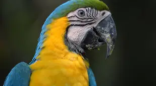 Parrot