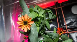 Space Flower