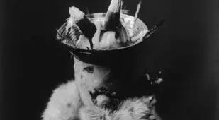 Feathers In Hat