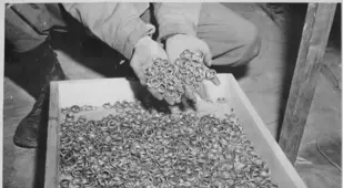 Rings Holocaust Photos