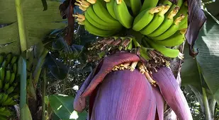 Banana Flower