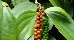 Black Pepper