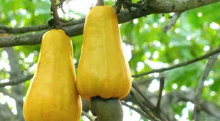 Cashew Yellow