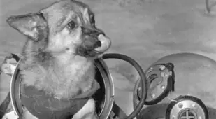 First Animals In Space Dog