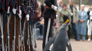 Nils Olav Kings Guard Norway Knighthood Edinburgh Zoo Scotland