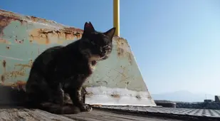Bitten Ear Cat