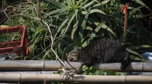 Cat By Aloe Plant