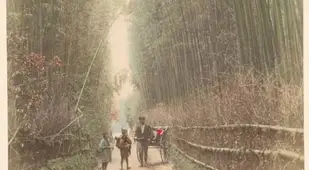 Bamboo Grove In Kyoto