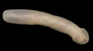 Peanut Worm