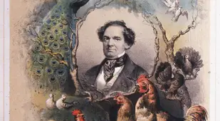 Whales Boiled Alive At Barnum Museum