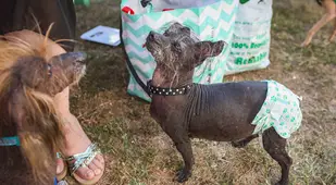 Ugly Dog Diapers