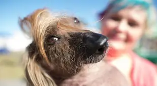 Ugly Dog Donald Trump