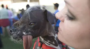 Ugly Ugly Dog