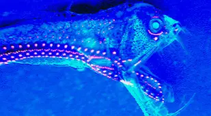 Viperfish